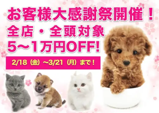 【 お客様大感謝祭開催！ 】ペットシーズン到来！春の大チャンス！