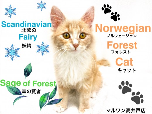 【 ノルウェージャンフォレストキャット 】美しい長毛と甘えん坊な性格の女の子