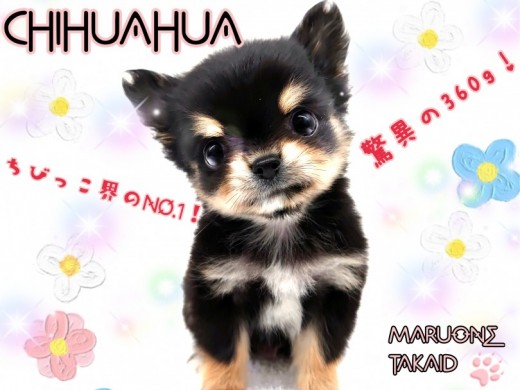 【 チワワ 】生後2ヶ月で驚異の360g！ミニマムチワワは性格も完璧です！