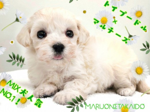 【 MIX犬 】生後60日で488g！ちびっこマルプーは飼いやすさ抜群！