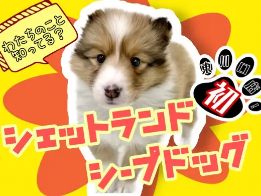 【 シェットランドシープドッグ 】友好的な性格!マルワン東川口店に初登場!
