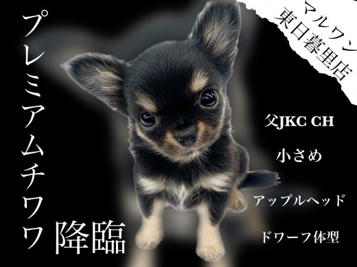 【 チワワ 】性格もルックスもプレミアム級のチャンピオンベイビーが降臨！