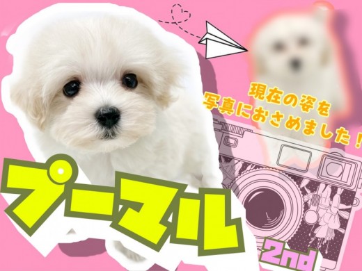 【 MIX 】社会性を学びお散歩デビューも果たしたマルプーちゃん！現在の姿は！？