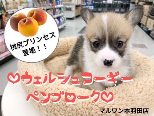 【 ウェルシュコーギーペンブローク 】可愛いおしりの愛されプリンセスが登場!!