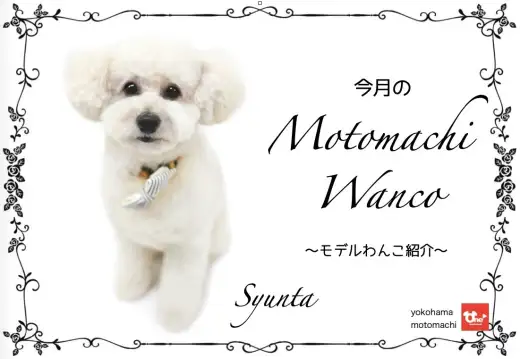 トリミング通信 マルワンblog ペットショップ マルワン 小さめ子犬 美形な子猫 初心者安心のサポート