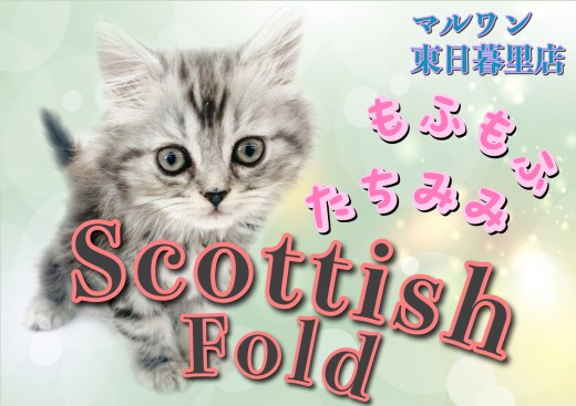 【 スコティッシュフォールド 】もふもふ系立ち耳ガールのおっとりさん！