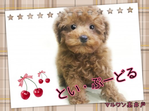 【 トイプードル 】濃すぎるレッドカラー！初心者でも安心な飼育ポイントをご案内！