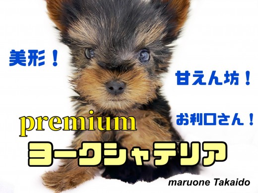 【 ヨークシャーテリア 】生後60日で455g！小さめサイズの女の子！