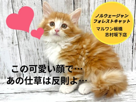 【 ノルウェージャンフォレストキャット 】最上級の美顔にメロメロ脱力系王子が登場