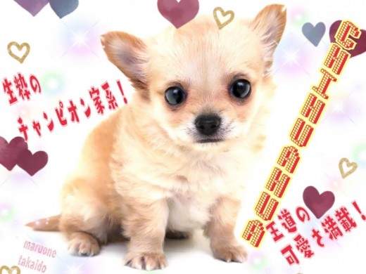 【 チワワ 】パパは3か国でチャンピオン獲得！将来有望！クリームチワワ！