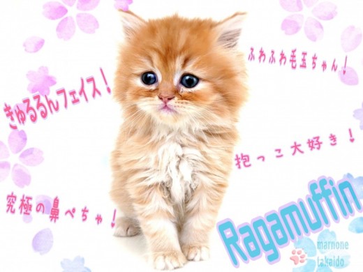 【 ラガマフィン 】鼻ぺちゃが最高に可愛い！毛量抜群！レッドタビーの男の子！