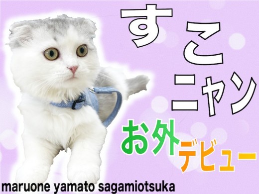 【 スコティッシュフォールド 】お外デビュー!個性豊かな性格の超癒し系猫!