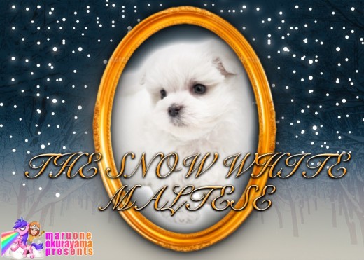 【 マルチーズ 】ドワーフ体型の滑らかシルキーコート!穏やかなマルチーズちゃん!