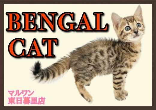 【 ベンガル 】甘えん坊とレオパード模様で野性味溢れる究極のギャップ萌え！
