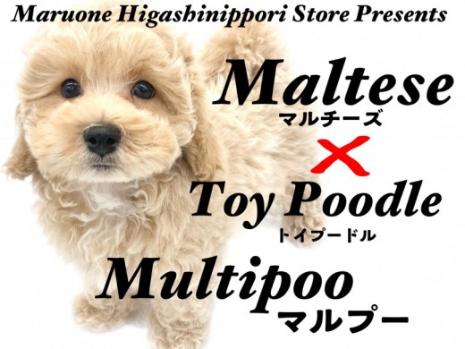 【 MIX 】安心感抜群！鮮やかグラデがたまらないドワーフマルプー！