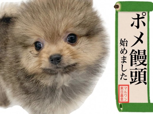 【 ポメラニアン 】差しセーブルが完璧！毛量抜群まんまるおまんじゅうポメ現る
