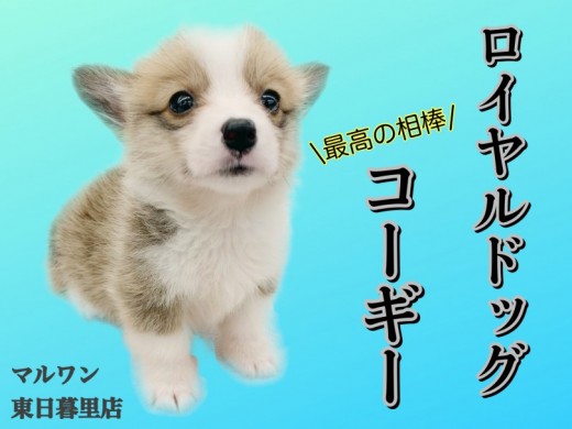 【 コーギー 】太陽のような最高の相棒、究極の愛され犬！