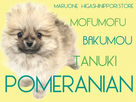 【 ポメラニアン 】もふもふで小さなたぬき！三拍子揃った真の爆毛ポメ登場！