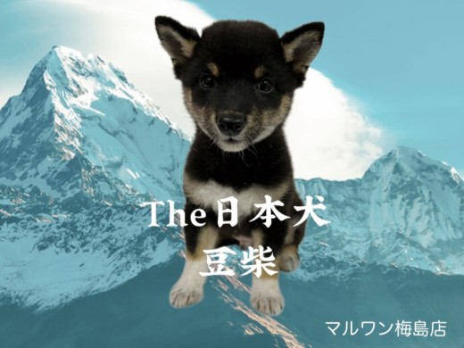 【 豆柴 】希少!日本犬の中でも大人気マロ眉黒豆柴登場!
