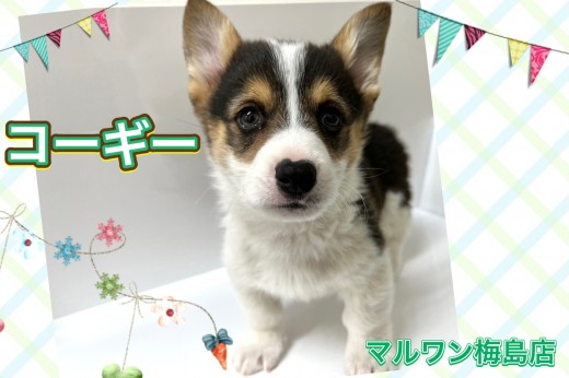【 コーギー 】希少なレアカラー！ブラックヘッドコーギーが再登場！