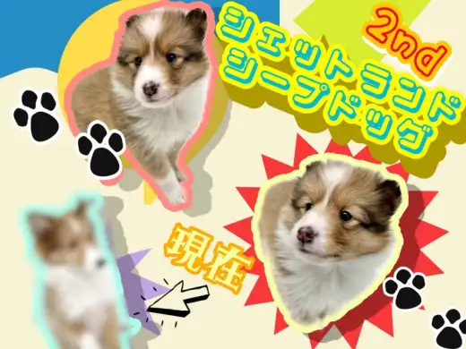 【 シェットランドシープドッグ 】ついに幼稚園デビュー!シェルティ2ndブログ