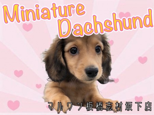 【 ミニチュアダックスフント 】胴長短足お姫様降臨！あざとい表情に胸キュン必至！