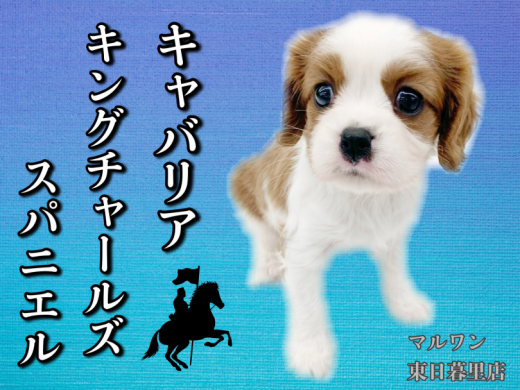 【 キャバリア 】賢くて優しいおっとり顔、イメージとのギャップがたまりません！