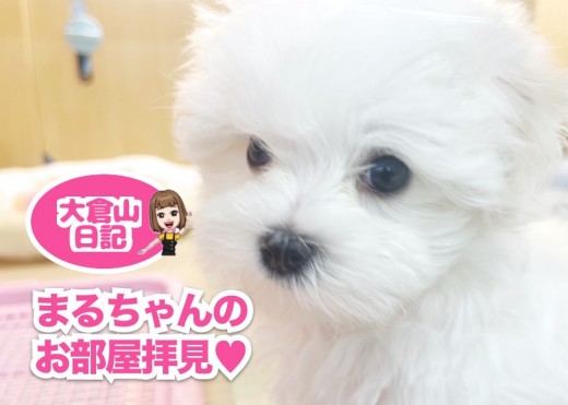 【 5/16 純白天使マルチーズ 】お部屋を覗いちゃうぞ!の巻
