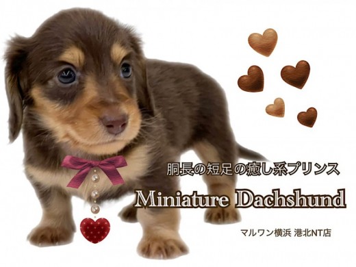 【 ミニチュア・ダックスフント 】艶々チョコレートカラーの被毛が自慢のダッちゃん