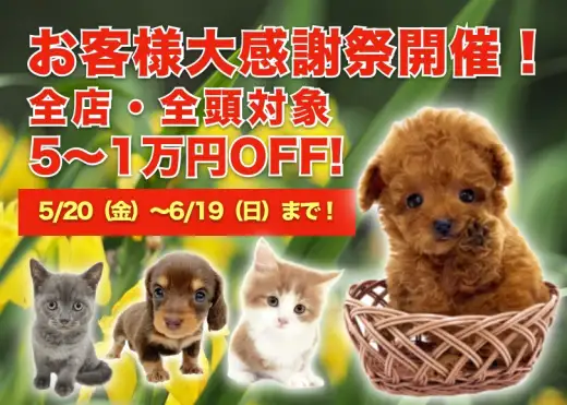 【 お客様大感謝祭開催 】アウトドア派もインドア派もわんにゃん生活の大チャンス！
