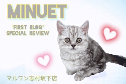 【 ミヌエット 】短足好きの方集合！これぞ究極系の癒しにゃんこ！