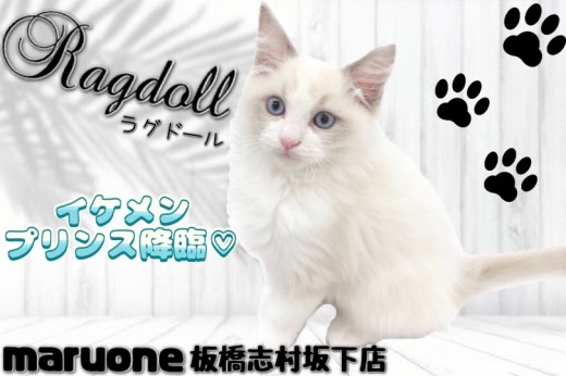 【 ラグドール 】クールさも可愛さも兼ね備えるイケメン王子様降臨！！