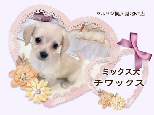 【 ミックス犬 】チワワフェイスに短足胴長ボディのハイブリッドガール!