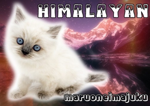 【 ヒマラヤン 】ブルーポイントカラーのぺちゃ顔KING!無防備な寝顔は必見!