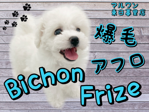 【 ビションフリーゼ 】爆毛のぬいぐるみ系女子！可愛すぎちゃってごめんなさい！