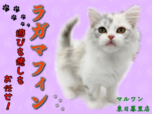 【 ラガマフィン 】人気爆増中の大注目キャット！遊びも癒しもお任せあれ