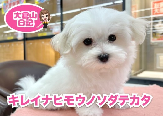 【 6/7 マルのお手入れ 】フワフワを保つための秘訣はブラッシングにあり!