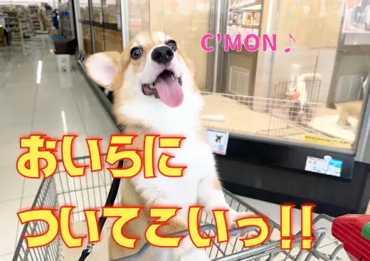 【 7/1リニューアルの大倉山店】僕が案内しちゃうワン！コーギーの巻