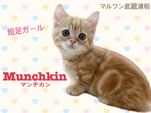 【 マンチカン 】猫初心者必見!人懐っこい短足ガール!