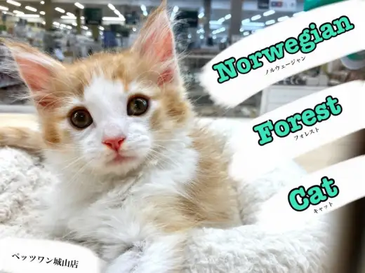 【 ノルウェージャンフォレストキャット 】美しく温厚な性格の美男子猫