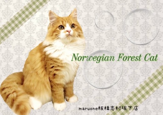 【 ノルウェージャンフォレストキャット 】生後5ヶ月を迎えた美男子レビュー！