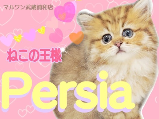 【 ペルシャ 】可愛さも性格も王様級!プレミアムにゃんこを徹底解剖!