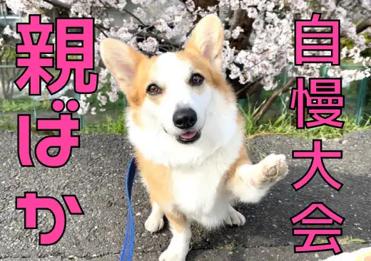 【 イベント告知 】「親ばか自慢大会」うちの子の得意技みてみて！！！