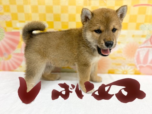 【 柴犬 赤 】可愛い柴ちゃんの魅力ポイント3つとトレーニング法をご紹介!