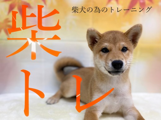 【 柴トレ 】柴犬マニアプレゼンツ!柴犬に特化したトレーニング方法!