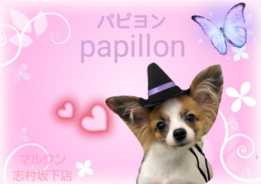 【 パピヨン 】生後6ヵ月！蝶のように大きく綺麗なお耳の美人さん！