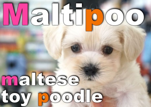 【 マルプー 】ホワイトコートがトレードマークのオンリーワンコ登場!