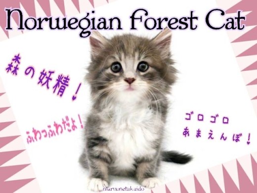 【 ノルウェージャンフォレストキャット 】ふわふわ甘えんぼ!美しき森の妖精!