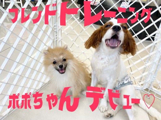 【 9/26大倉山店ショートブログ 】ポポちゃんのフレンドトレーニングデビュー!