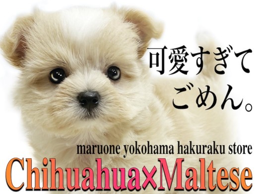 【 MIX 】両親はチワワとマルチーズ!カワイイ要素が盛り沢山のチワマル!